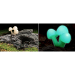 glow-mushrooms