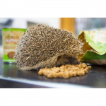 brambles-crunchy-hedgehog-food